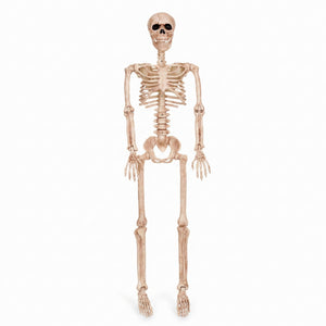 36" Posable Skeleton Halloween Prop
