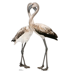 Flamingos - Love Birds