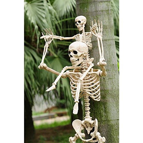 36" Posable Skeleton Halloween Prop