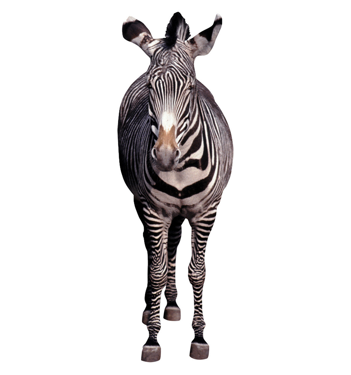Zebra