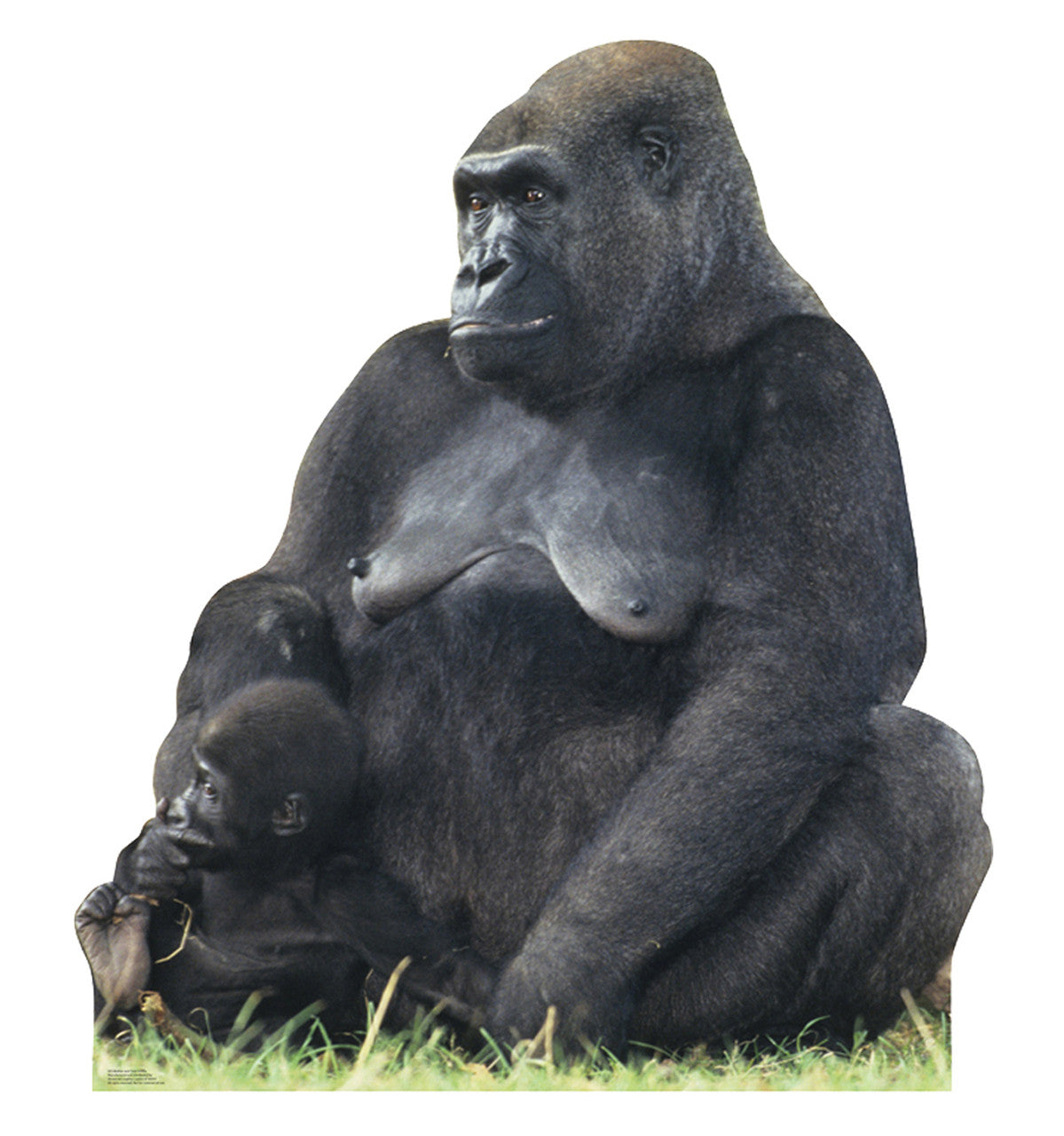 Gorilla Mom & Child